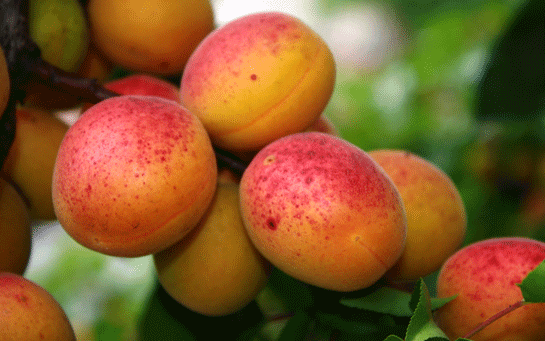 Kayısı Kaç Kalori?