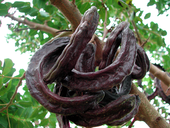 Keiboynuzu Ka Kalori